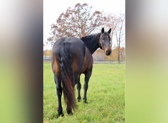 American Quarter Horse, Ruin, 9 Jaar, 160 cm, Roodbruin