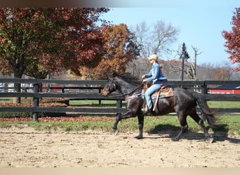 American Quarter Horse, Ruin, 9 Jaar, 160 cm, Roodbruin