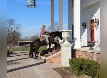 American Quarter Horse, Ruin, 9 Jaar, 160 cm, Roodbruin