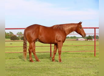 American Quarter Horse, Ruin, 9 Jaar, 160 cm, Roodvos