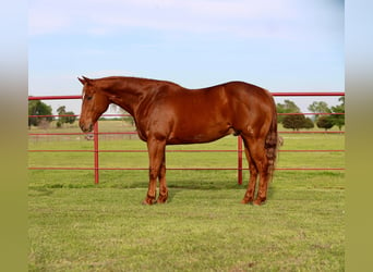 American Quarter Horse, Ruin, 9 Jaar, 160 cm, Roodvos