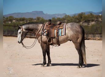 American Quarter Horse, Ruin, 9 Jaar, 160 cm, Schimmel