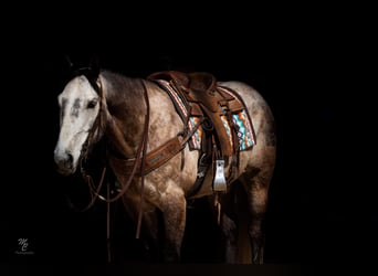 American Quarter Horse, Ruin, 9 Jaar, 160 cm, Schimmel