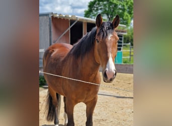 American Quarter Horse, Ruin, 9 Jaar, 161 cm, Bruin