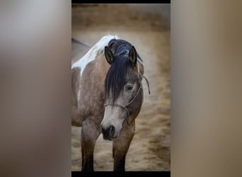 American Quarter Horse, Ruin, 9 Jaar, 163 cm, Buckskin