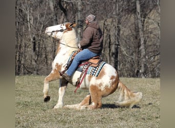 American Quarter Horse, Ruin, 9 Jaar, 163 cm, Overo-alle-kleuren