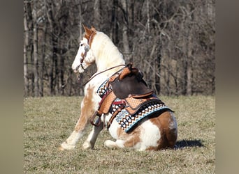 American Quarter Horse, Ruin, 9 Jaar, 163 cm, Overo-alle-kleuren