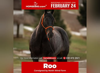 American Quarter Horse, Ruin, 9 Jaar, 163 cm, Roan-Blue