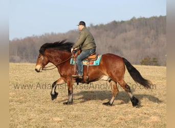 American Quarter Horse, Ruin, 9 Jaar, 163 cm, Roodbruin