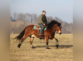 American Quarter Horse, Ruin, 9 Jaar, 163 cm, Roodbruin