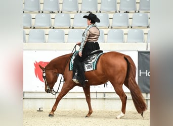 American Quarter Horse, Ruin, 9 Jaar, 163 cm, Vos