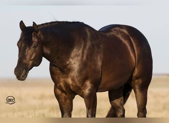 American Quarter Horse, Ruin, 9 Jaar, 163 cm, Zwart