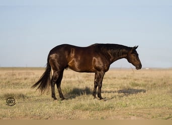 American Quarter Horse, Ruin, 9 Jaar, 163 cm, Zwart