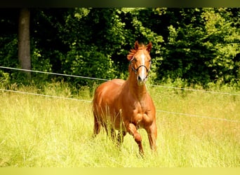 American Quarter Horse, Ruin, 9 Jaar, 164 cm, Roan-Red