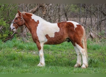 American Quarter Horse, Ruin, 9 Jaar, 165 cm, Donkere-vos