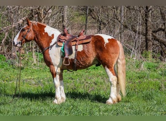 American Quarter Horse, Ruin, 9 Jaar, 165 cm, Donkere-vos