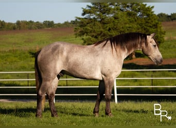 American Quarter Horse, Ruin, 9 Jaar, 168 cm, Appelschimmel