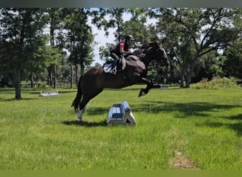 American Quarter Horse, Ruin, 9 Jaar, 170 cm, Zwart