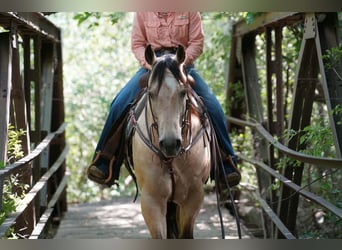 American Quarter Horse, Ruin, 9 Jaar, Buckskin