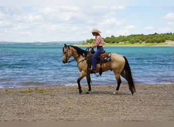 American Quarter Horse, Ruin, 9 Jaar, Buckskin