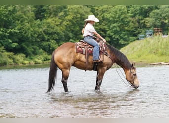 American Quarter Horse, Ruin, 9 Jaar, Buckskin