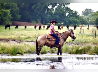 American Quarter Horse, Ruin, 9 Jaar, Buckskin