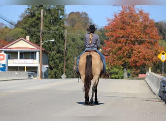 American Quarter Horse, Ruin, 9 Jaar, Buckskin