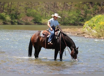 American Quarter Horse, Ruin, 9 Jaar, Donkerbruin
