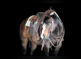 American Quarter Horse, Ruin, 9 Jaar, Donkerbruin