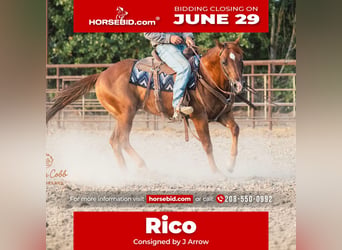 American Quarter Horse, Ruin, 9 Jaar, Donkere-vos