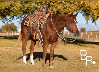 American Quarter Horse, Ruin, 9 Jaar, Donkere-vos