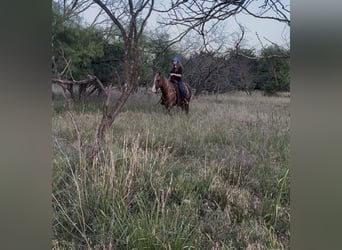 American Quarter Horse, Ruin, 9 Jaar, Dunalino