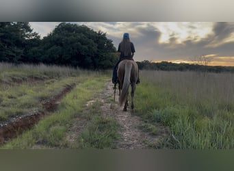 American Quarter Horse, Ruin, 9 Jaar, Dunalino