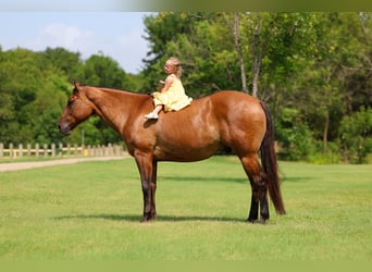 American Quarter Horse, Ruin, 9 Jaar, Falbe
