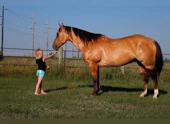 American Quarter Horse, Ruin, 9 Jaar, Falbe
