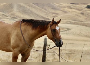 American Quarter Horse, Ruin, 9 Jaar, Falbe