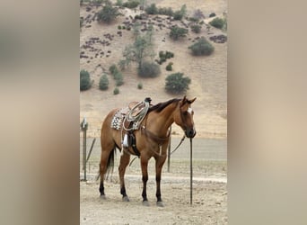 American Quarter Horse, Ruin, 9 Jaar, Falbe