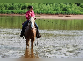 American Quarter Horse, Ruin, 9 Jaar, Palomino