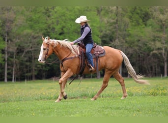 American Quarter Horse, Ruin, 9 Jaar, Palomino