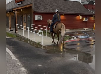 American Quarter Horse, Ruin, 9 Jaar, Palomino