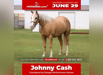 American Quarter Horse, Ruin, 9 Jaar, Palomino