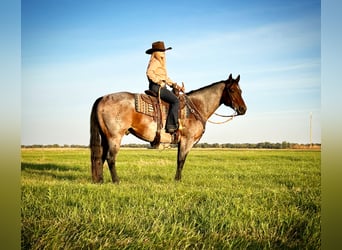 American Quarter Horse, Ruin, 9 Jaar, Roan-Bay