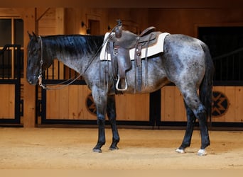 American Quarter Horse, Ruin, 9 Jaar, Roan-Blue