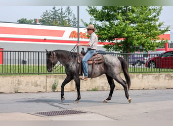 American Quarter Horse, Ruin, 9 Jaar, Roan-Blue