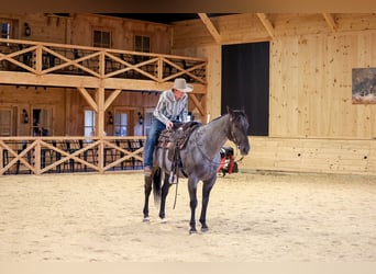 American Quarter Horse, Ruin, 9 Jaar, Roan-Blue