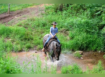American Quarter Horse, Ruin, 9 Jaar, Roan-Blue