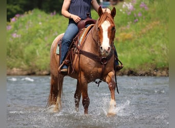 American Quarter Horse, Ruin, 9 Jaar, Roan-Red