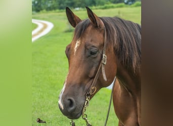 American Quarter Horse, Ruin, 9 Jaar, Roodbruin