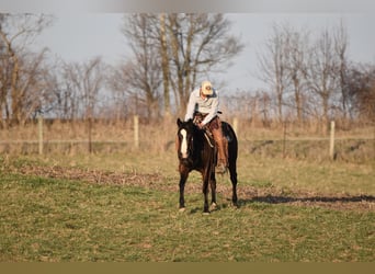 American Quarter Horse, Ruin, 9 Jaar, Roodbruin