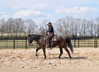 American Quarter Horse, Ruin, 9 Jaar, Roodbruin